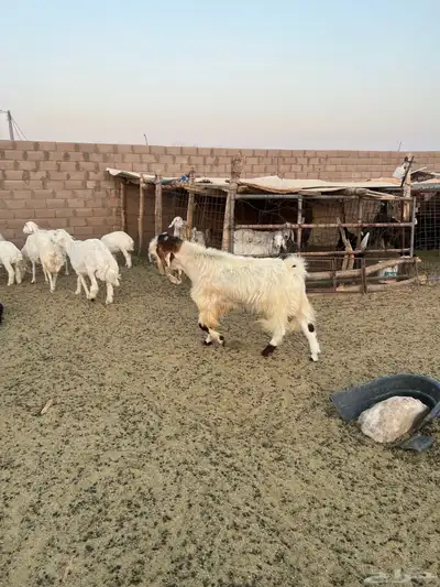 تيس فحل مشروك 4