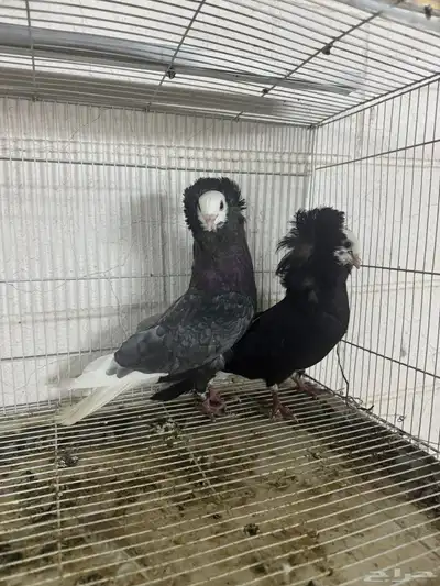 زوج بالجيكي 7