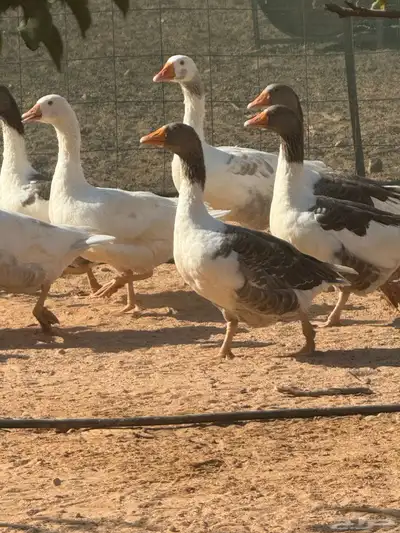 حائل 1