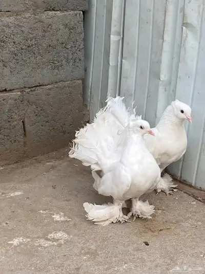 زوج رقاص هندي 2
