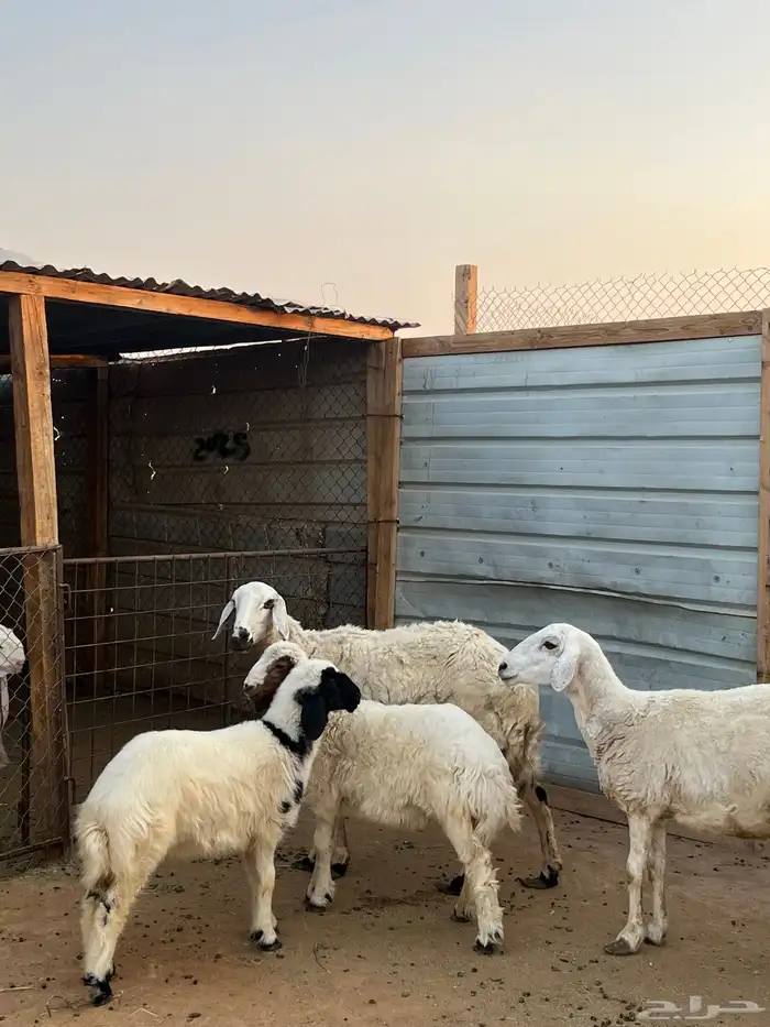 حريات متابيع 0
