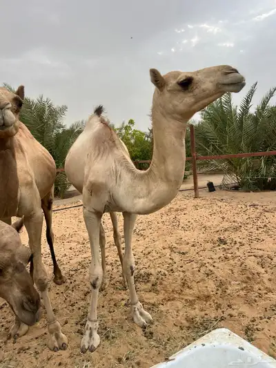 هجن لقيه 1