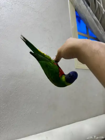 لوري اليف وعدد ومتكلم 0