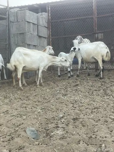 ظان رفيدي متابيع 10