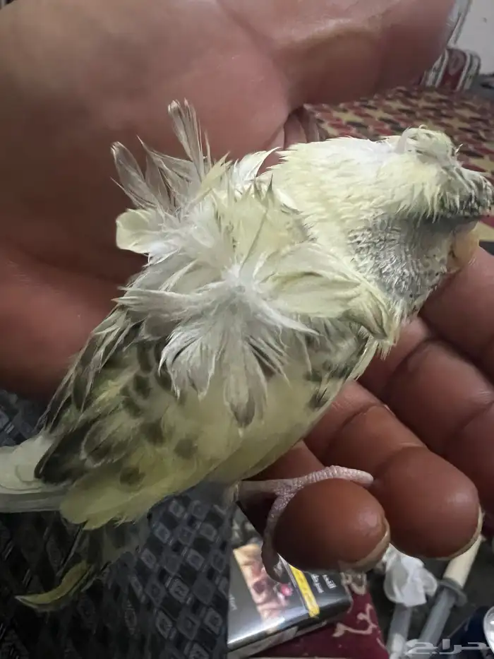 طيور حب هوقو فروخ 6