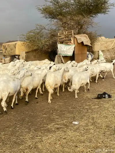 غنم مراح واحد شرط 6