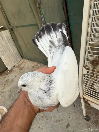 للبيع طبات الام وحشيه والاب قولدن 6