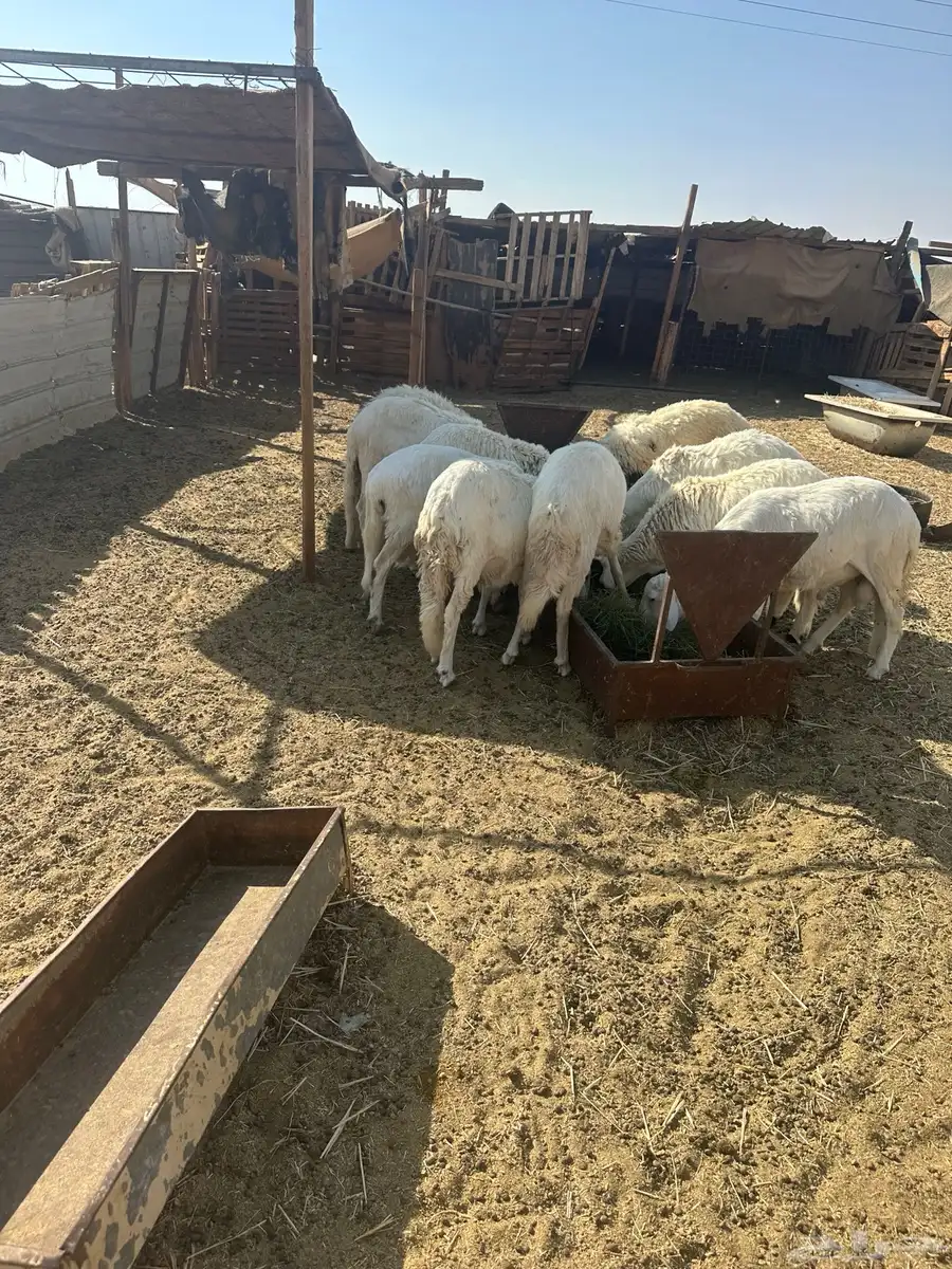 خرف سواكن index