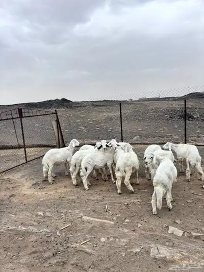 بهم ذبايح للبيع 3