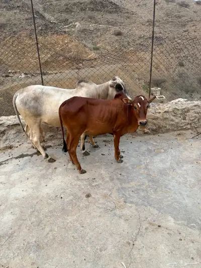 حسلان بلدي صغار اعمارها اقل من سنه 1