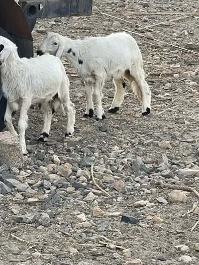 2 طليان و 2 رخال شي بري ونظيف 1