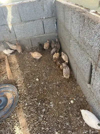 سمان 1