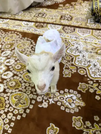ماعز قزم صغير 1