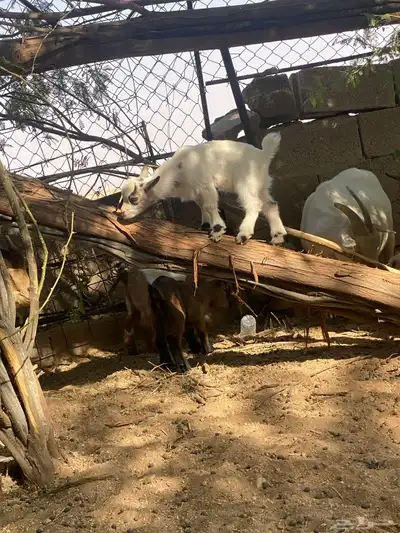 قزمي للبيع تشيكي بيور 4