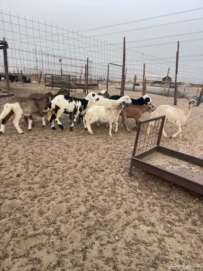 رخال سواكن طيببه 0