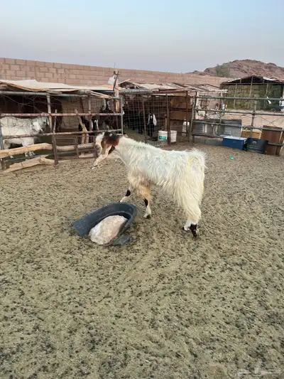 تيس فحل مشروك 1
