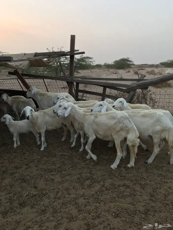 ضان دفع شرط تم البيع 2