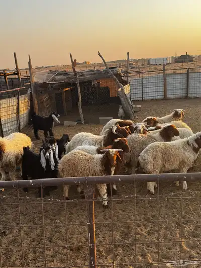خرفان 2