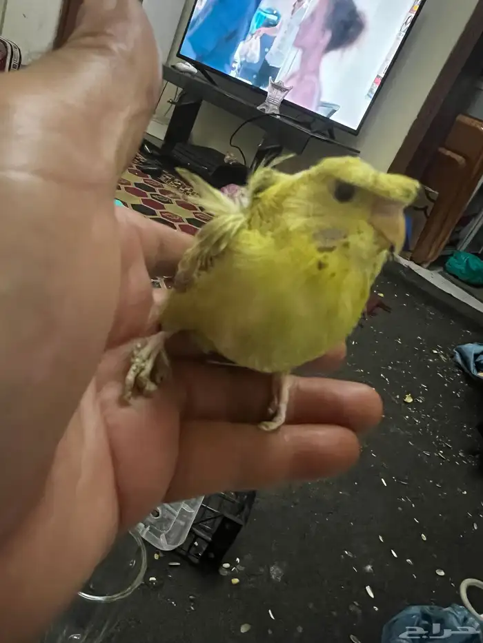 طيور حب هوقو فروخ 0