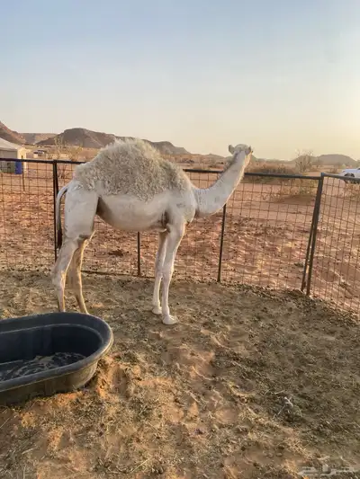 للبيع بكره العمر 7شهور 3