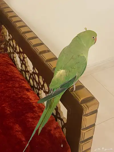 دره ذكر متكلم واليف و هدد داخلي 0