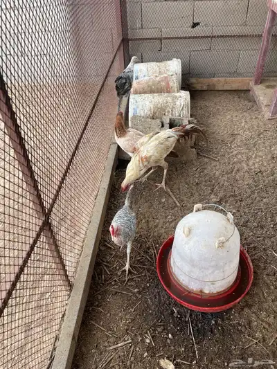 دجاج منوع بأسعار مناسبة 3
