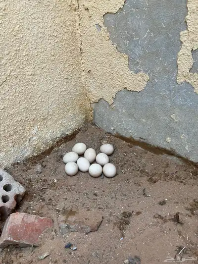 طاووس 1