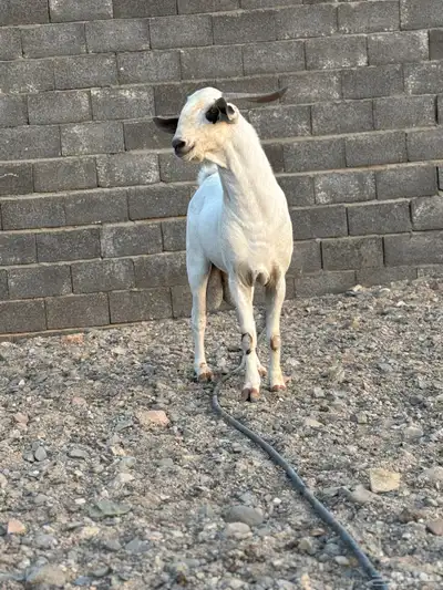 تيس بيشي صنف 2