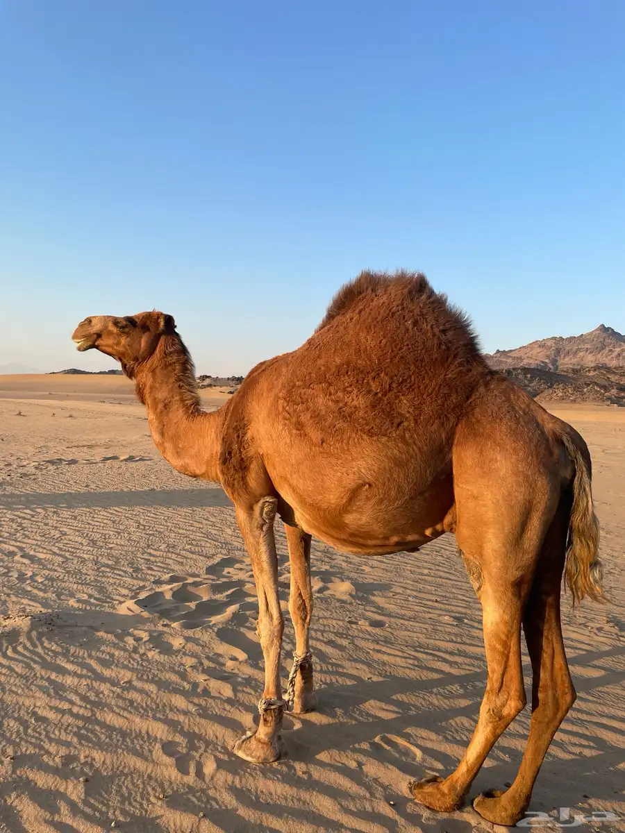 ناقه خلفه index