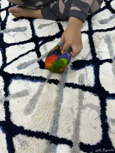 لوري اليف وعدد ومتكلم 7