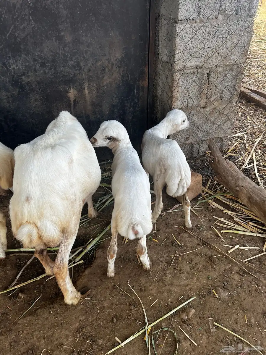 نعجه منتوج بتوم رخيل index