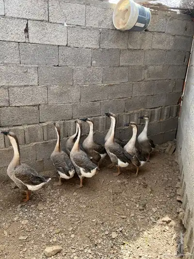 وز عراقي كوبرا 0