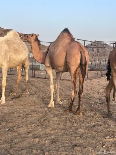 حمرا لقحة 7