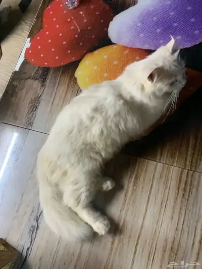 بسه 12