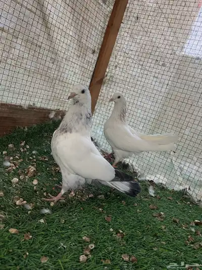 للبيع طبات الام وحشيه والاب قولدن 0