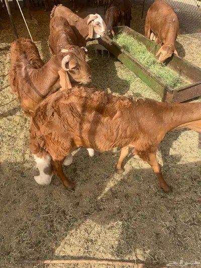 سواكن حمري مرباه 3 شهور ونص 4