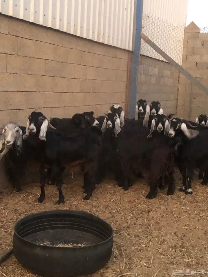 معزاء دفيع 7