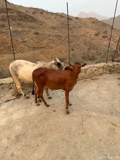 حسلان بلدي صغار اعمارها اقل من سنه 4