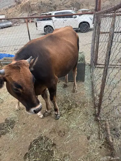 بقرة مهجنة بكر 0