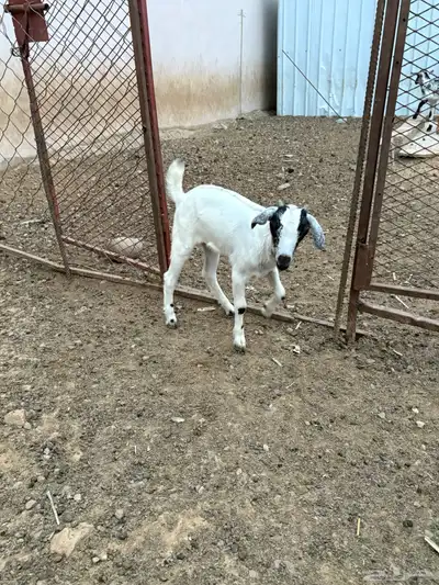 غنم لبيع 5