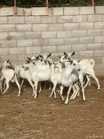 تيوس بيشية جبره وصحتها ممتازة للبيع من حلالي 3