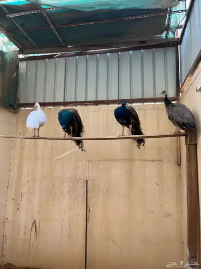 طاووس 2