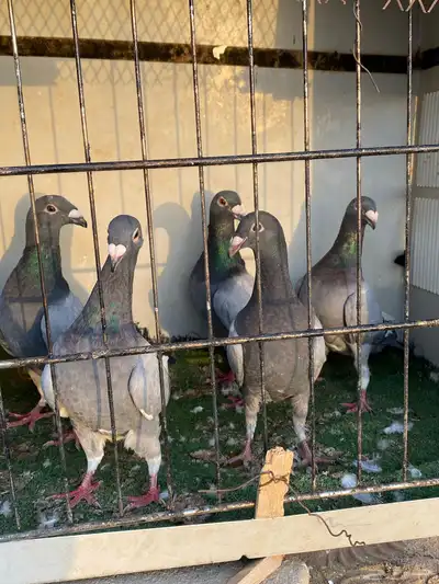 حمام 0
