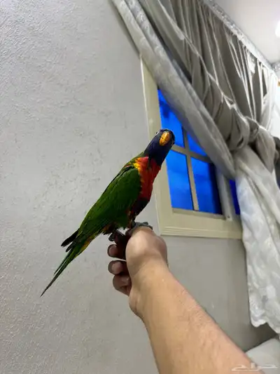 لوري اليف وعدد ومتكلم 3