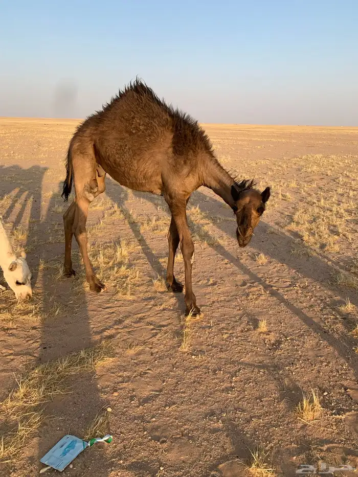 قعود طيب 4