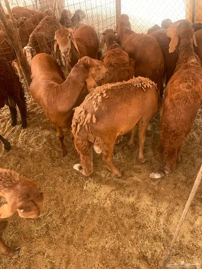سواكن حمري مرباه 3 شهور ونص 6