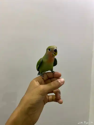 روز اليف 1