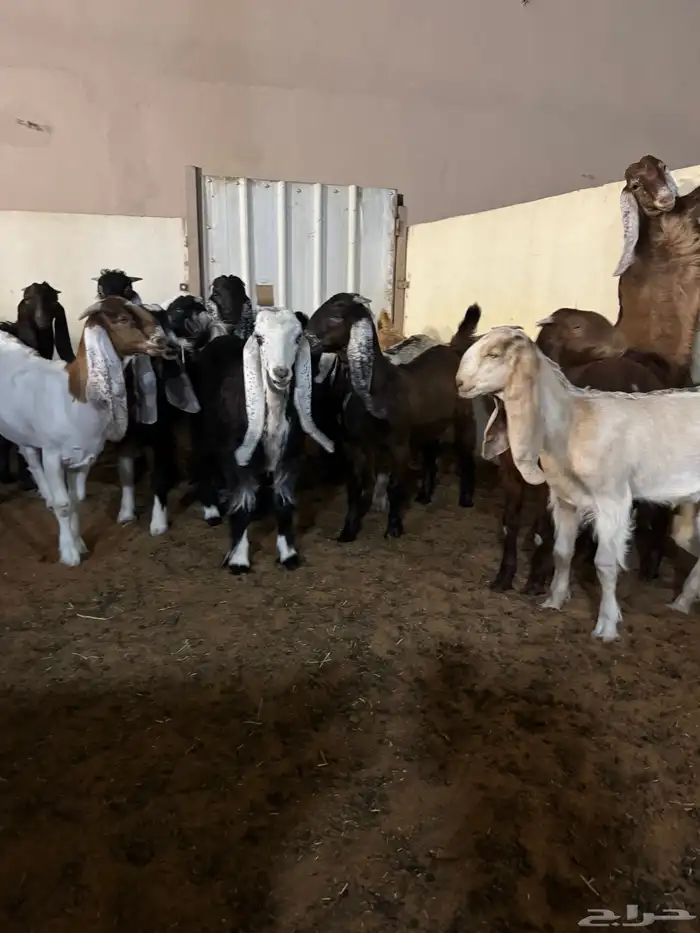 تيوس وجفار 0