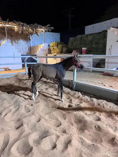 مهر ومهرها 2