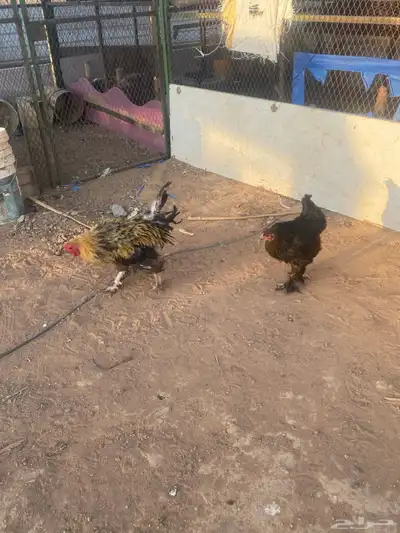 دجاج براهما 1